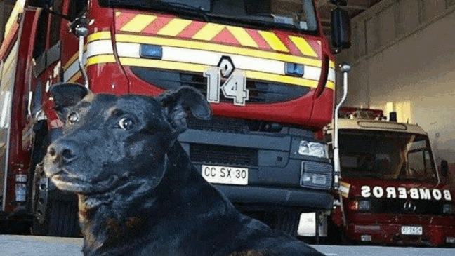 Cão que serviu corpo de Bombeiros falece e eles fazem cerimônia emocionante