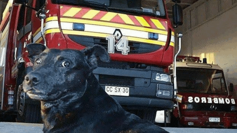 Cão que serviu corpo de Bombeiros falece e eles fazem cerimônia emocionante