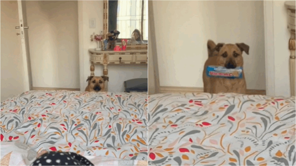 (Foto: Reprodução TikTok/@ viralatacaramelo | Edição: Amo Meu Pet)