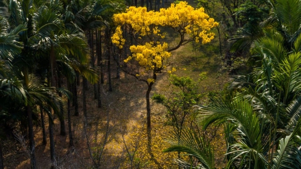 Foto: Prefeitura de Jundiaí