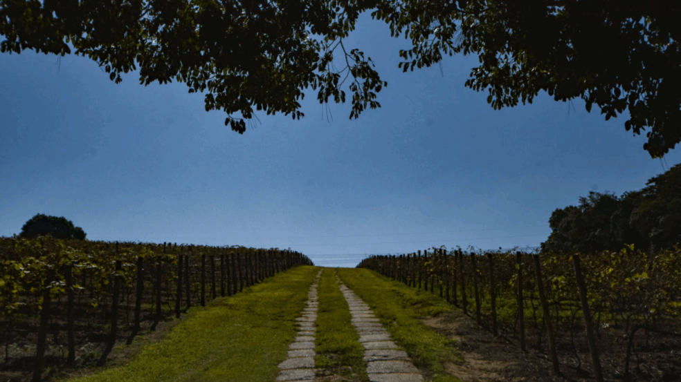 Rotas Turísticas de Jundiaí ganha site com todas as informações