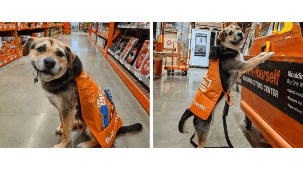 Empresa contrata ex-cão de abrigo como funcionária