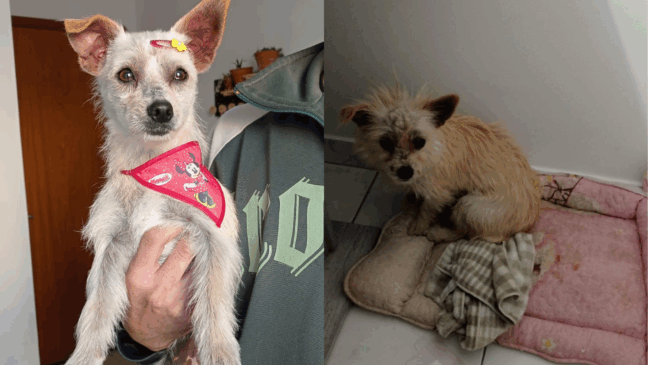 Cachorro é encontrado perdido no bairro Recanto Quarto Centenário, em Jundiaí