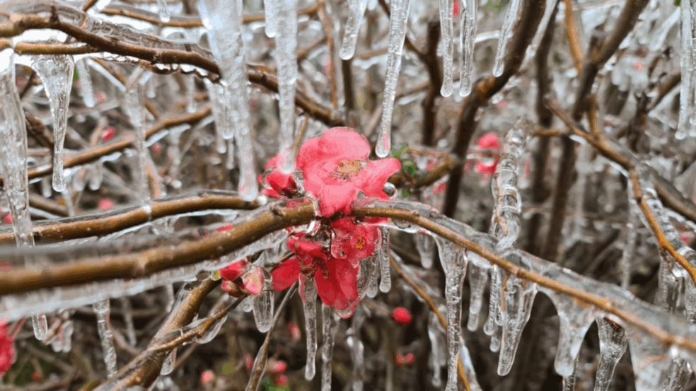 Foto: Mycchel Leganghi/São Joaquim Online