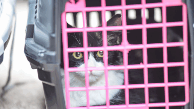 Tutores de animais inscritos para castração no DEBEA Jundiaí devem atualizar cadastro