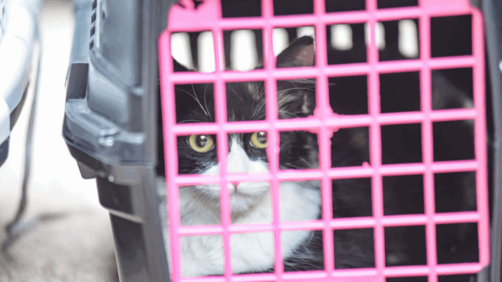 Tutores de animais inscritos para castração no DEBEA Jundiaí devem atualizar cadastro