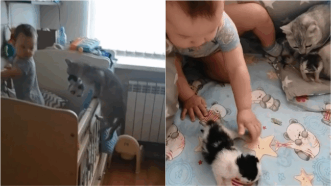 Gata leva seus filhotes para brincar com bebê no berço