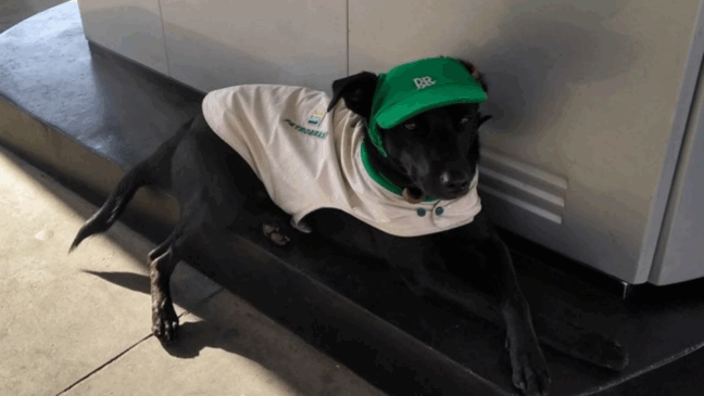 Cachorro é adotado por funcionários de um posto de gasolina e se torna gerente