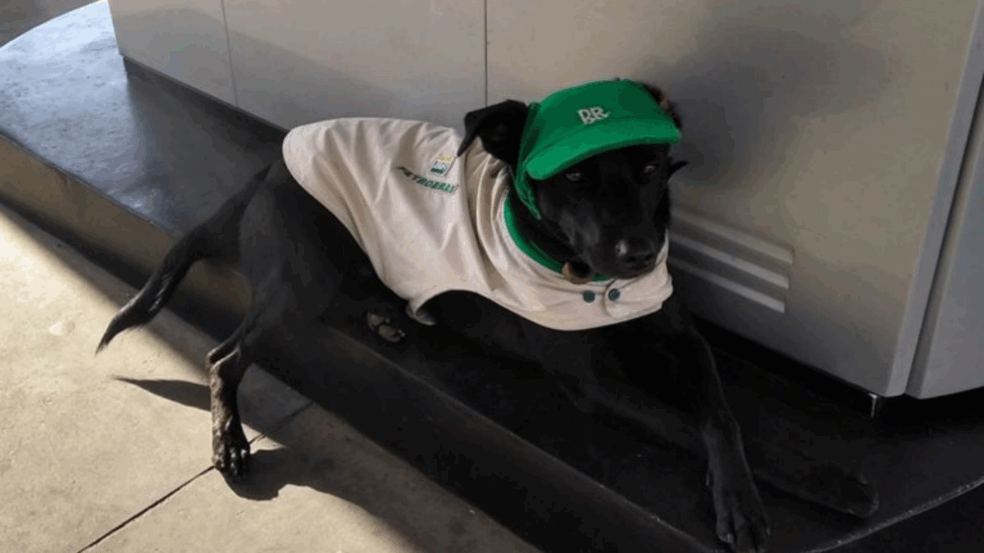 Cachorro é adotado por funcionários de um posto de gasolina e se torna gerente