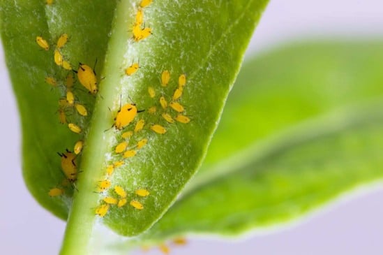 Livrar-se das pragas! Como manter sua horta produtiva com métodos orgânicos