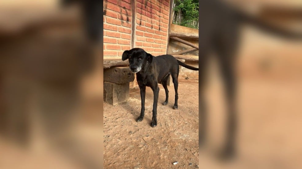 Cachorra em quintal de terra. Cachorra em quintal de terra.
