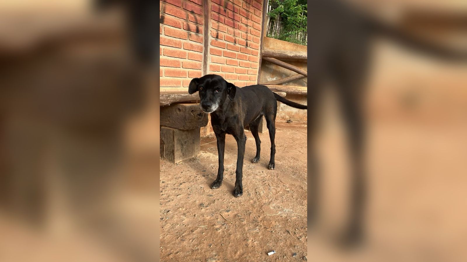 Cachorra em quintal de terra.