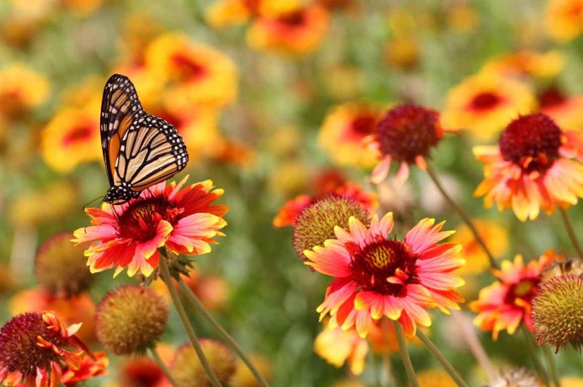 Primavera começa neste sábado, dia 23; veja as previsões climáticas para a nova estação Primavera começa neste sábado, dia 23; veja as previsões climáticas para a nova estação