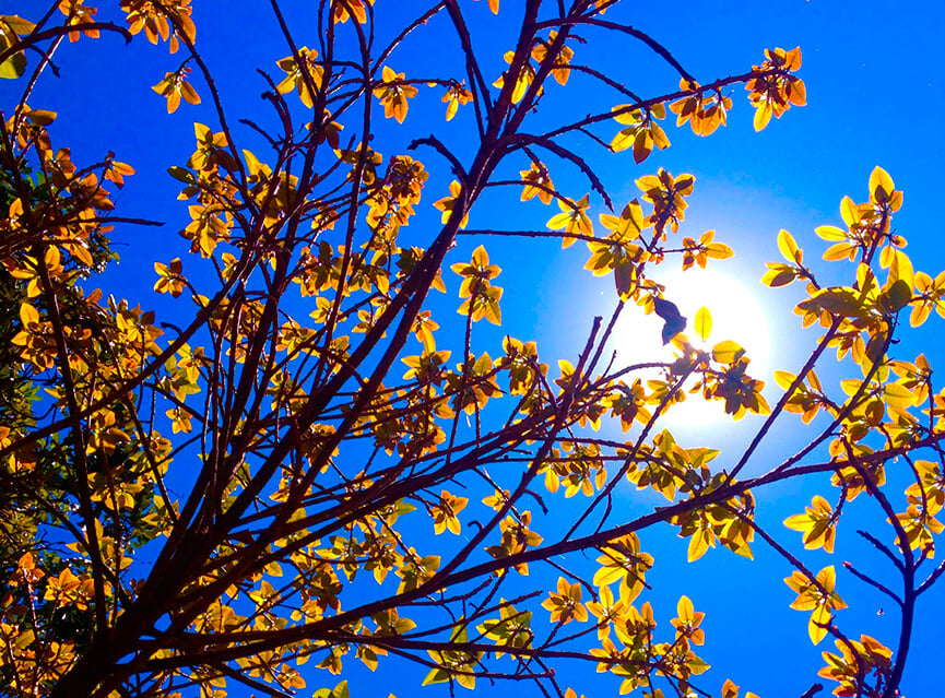 Início da primavera. (Foto: Patricia Silva)