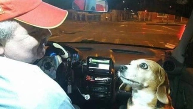 Cão acompanha seu dono taxista todas as noites e conquista o coração dos clientes