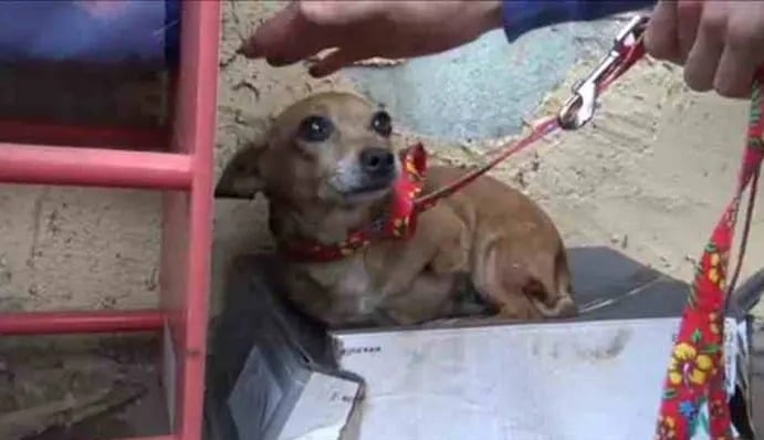 Cachorro deitado em caixa de sapatos