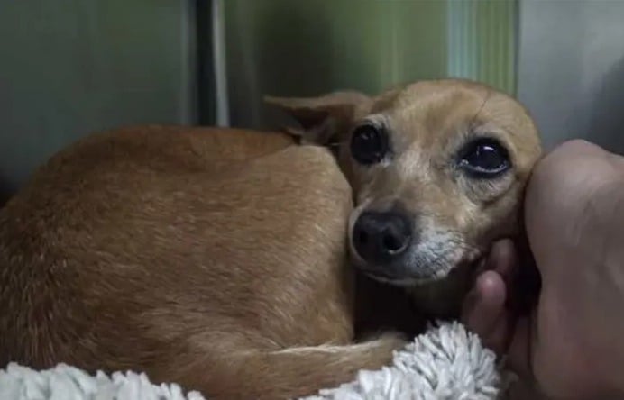 Cachorro Chihuahua deitado