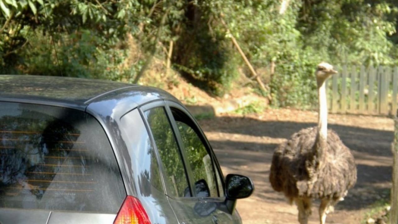 Carro se aproximando de ave no Zoo Safari SP