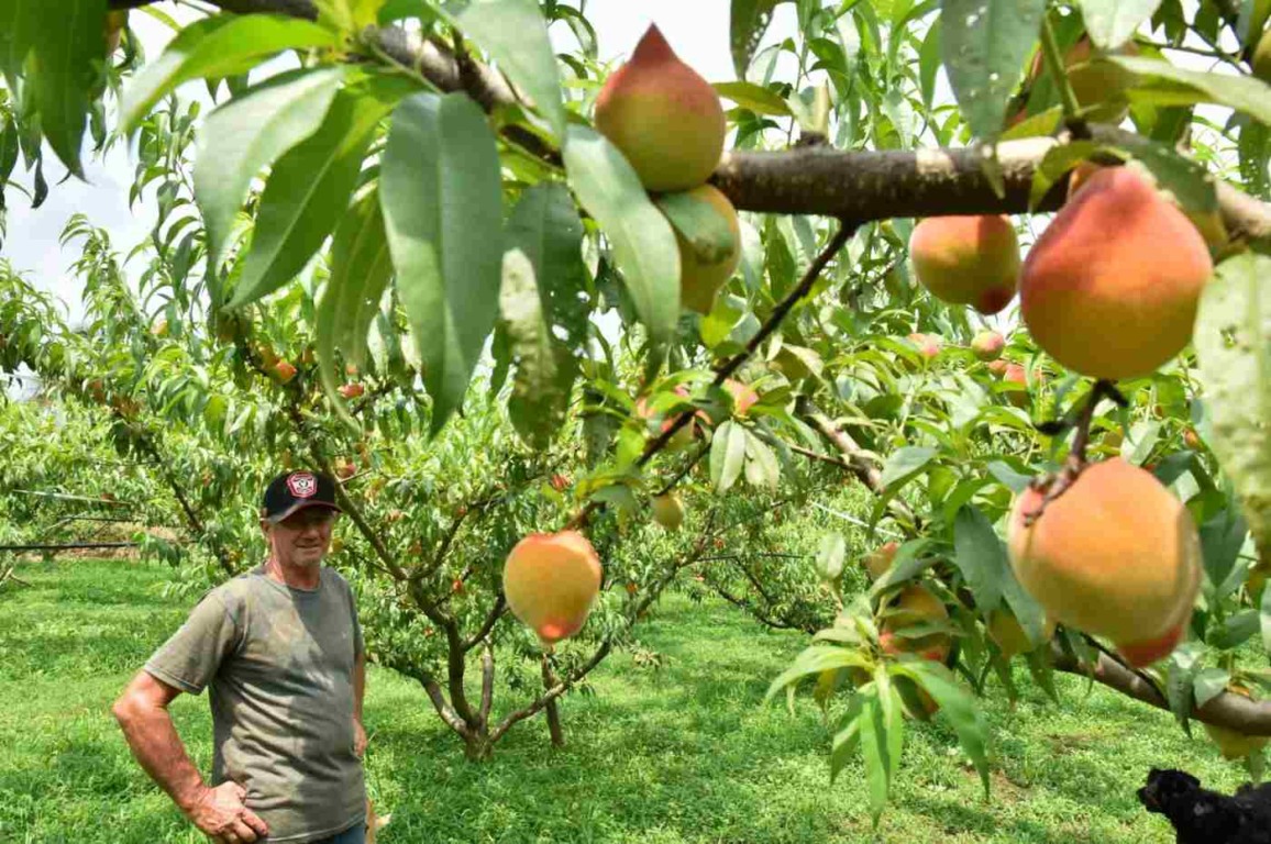 Pêssego de Jundiaí é referência para a produção de mudas e de cerveja