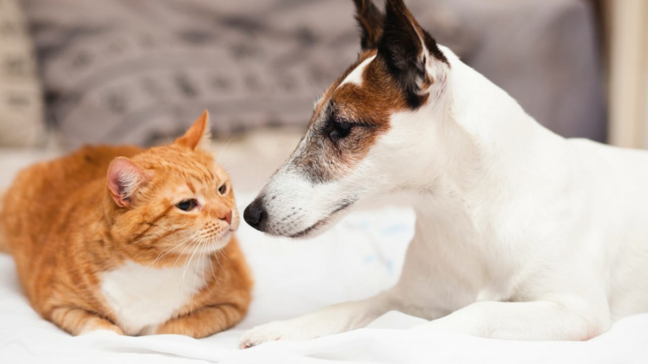 Cachorro e gato se olhando em uma cama