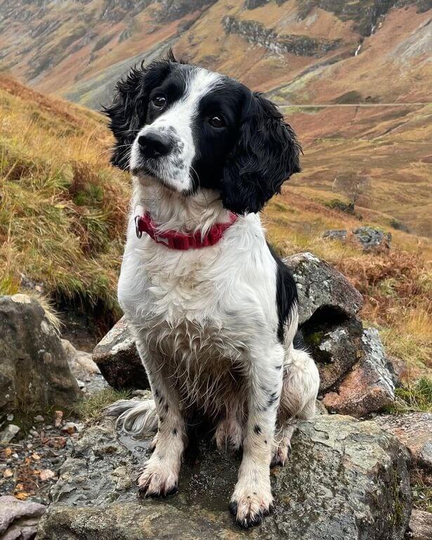 Cachorro em montanha