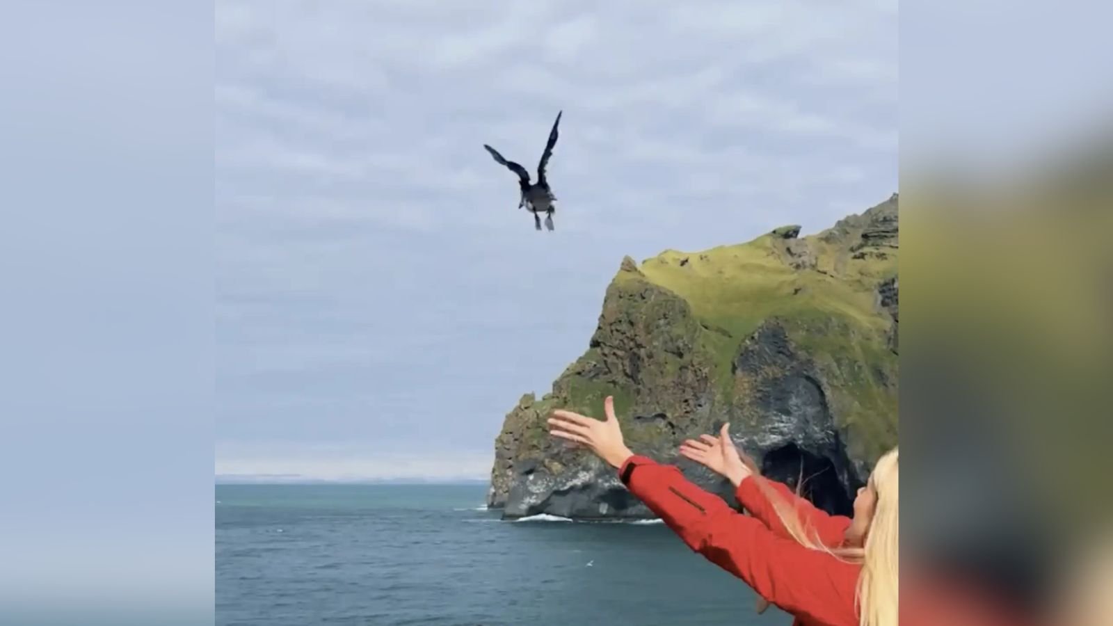 Voluntária soltando papagaio-do-mar