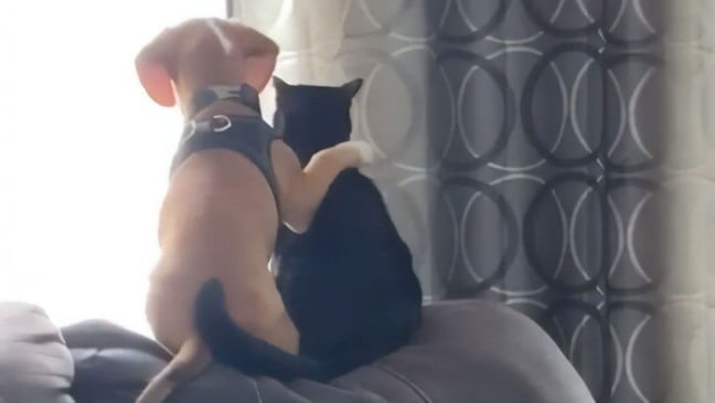 Cachorrinho é registrado em vídeo abraçando um gatinho em momento adorável