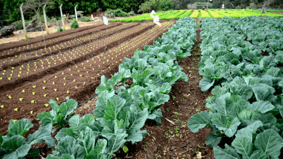 Programa Horta Urbana é lançado em Jundiaí