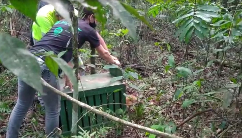 Quati atropelado em rodovia de Jundiaí se recupera e é devolvido à natureza