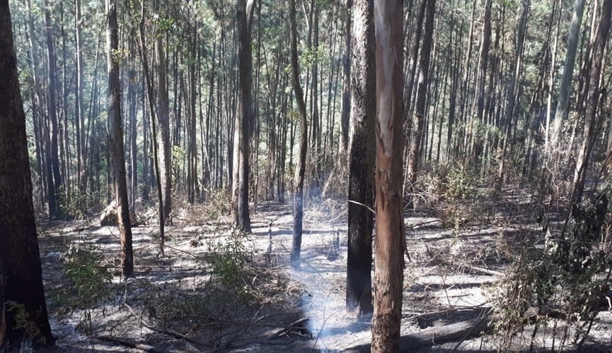 Divisão Florestal da GMJ controla incêndio na Serra do Japi