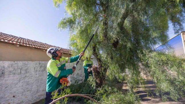 Servidores de Jundiaí podando árvore.