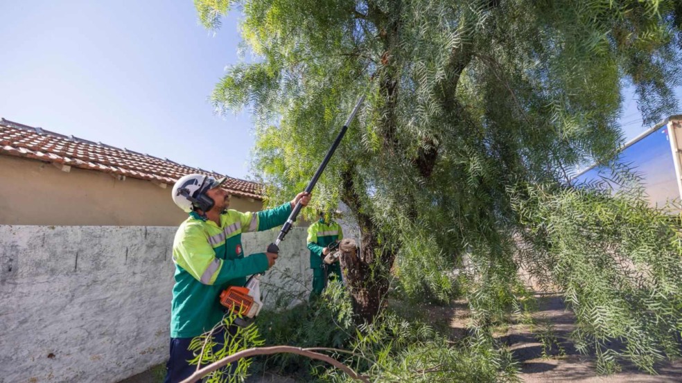Servidores de Jundiaí podando árvore.
