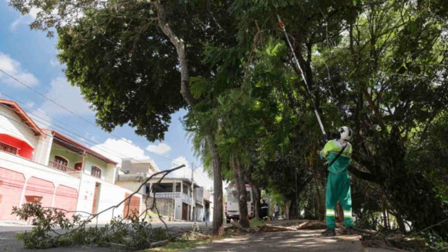 Foto de profissional realizando a poda de árvores.