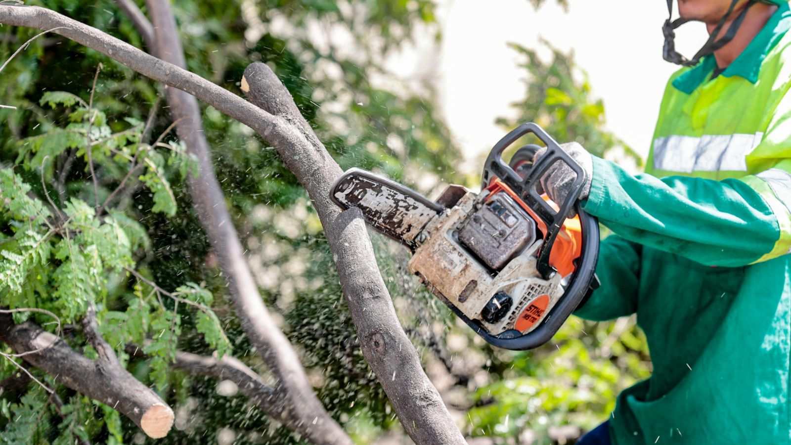 Foto de servidor podando árvore.
