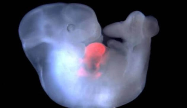 Grupo de cientistas espanhóis criam um ser híbrido de humano e macaco na China