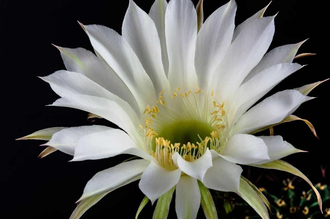 Conheça os encantos da dama-da-noite