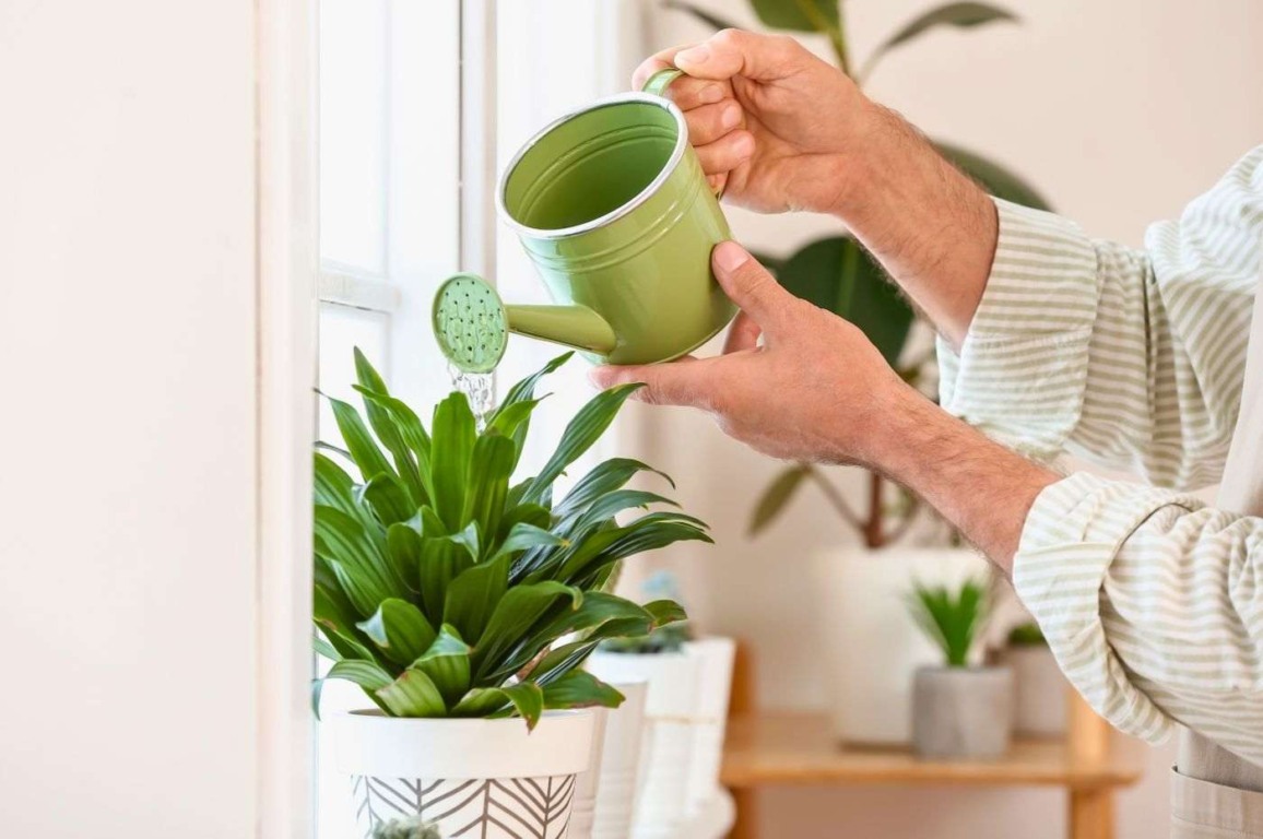 Regar plantas: o que você precisa saber para não fazer errado