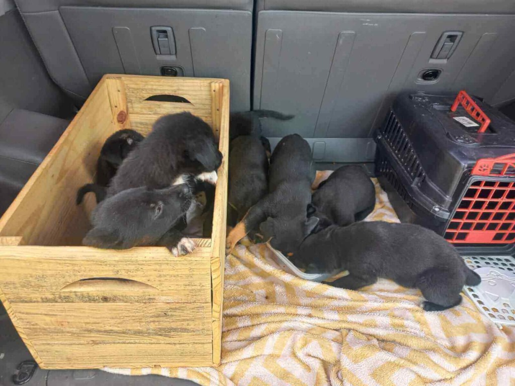 Resgate de cachorros na região de Jundiaí