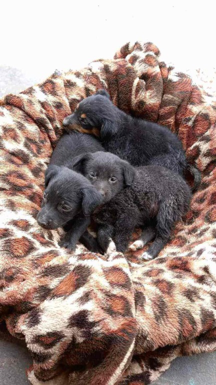 Resgate de cachorros na região de Jundiaí