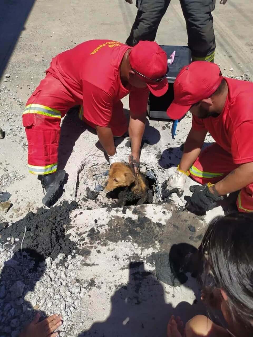 Bombeiros resgatando cachorro em bueiro