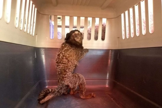 Equipe da Mata Ciliar resgata sagui no aeroporto de Jundiaí