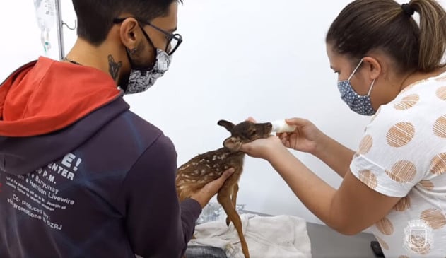 Filhote de veado resgatado em Cabreúva. (Foto: Divulgação/Defesa Civil)