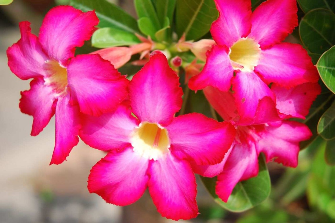 Como fazer a rosa do deserto florir: dicas e cuidados essenciais