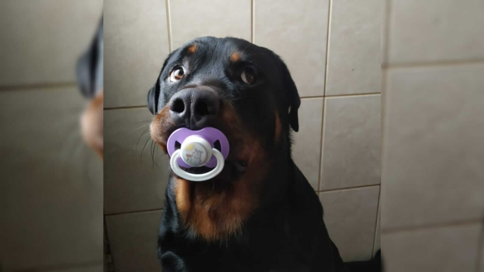 Rottwaleir usa chupeta e ganha a internet