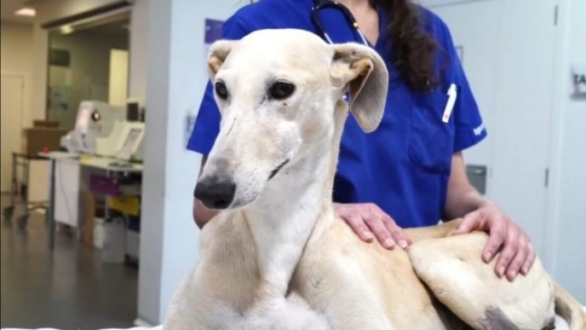 Cachorro que apanhava por não saber caçar aprende pela primeira vez como é ser amado