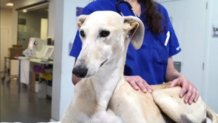 Cachorro que apanhava por não saber caçar aprende pela primeira vez como é ser amado