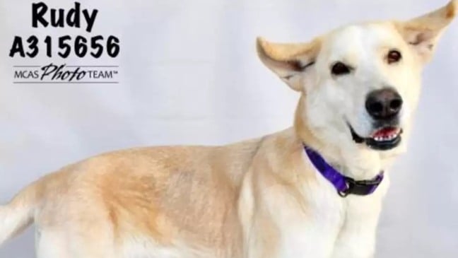 Montgomery County Animal Services