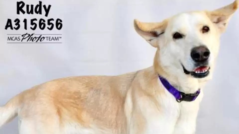 Montgomery County Animal Services