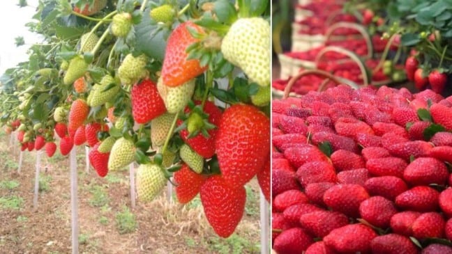 Produção do morango em 2020. (Foto: Divulgação)