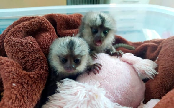 Filhotes de sagui encaminhados para a Associação Mata Ciliar. (Foto: Divulgação)